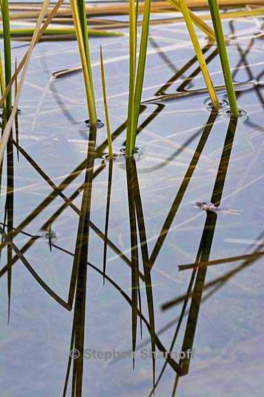 lakeshore grass 3 graphic